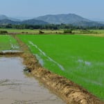 Und immer wieder Reisfelder.