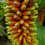 Fruchtstand des Mammutblatts.