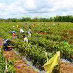 Ernte der sehr scharfen Chili. Ohne die geht in der mexikanischen Küche nichts.