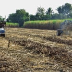 Verladen von Zuckerrohr.