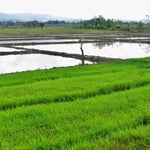 Reisfelder dominieren die Landschaft.