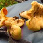 Eierschwämme (Pfifferlinge) schon anfangs August!