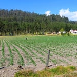 Auf 2600 m ü.M. werden Mais, Kartoffeln . . .