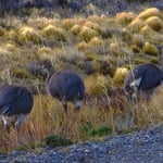 Nandus neben der Strasse.