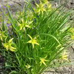 Wir entdecken immer neue Blumen - so schön kann der Frühling sein.