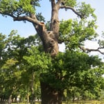 Eine uralte Eiche am Strassenrand. Diese Baumart gibt es oft in Polen.