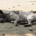 Als könnte er kein Wässerchen trüben . . .