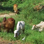 Die Kühe haben hier einen eigentümlichen Nackenbuckel.