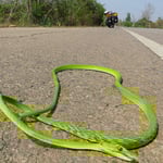 Eine grüne Peitschennatter, leider tot. Überfahrene Schlangen sind auf den Strassen häufig zu sehen.