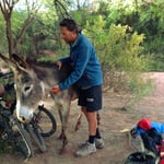 Sehr neugierig und kaum zu vertreiben.