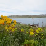 Gelber Mohn - wunderschön!