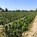 Vom Feigenkaktus kann man die Früchte aber auch die frischen Triebe essen.