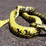 In Mittelamerika gibt es viele Schlangen. Der Strassenverkehr ist der grösste Feind.