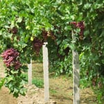 In der Region um Dunhuang gibt es viele Reben und sehr süsse Trauben.