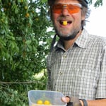 Wilde Pflaumenbäume - wir können den süssen Früchten nicht wiederstehen.