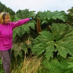Die Blätter des stacheligen Mammutblatts sind riesig. Sie können bis 2 m Durchmesser erreichen.