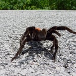 Sie richtet sich auf, wird gleich in den kleinen Stock beissen.