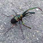 Kleiner Ritter der Strasse.