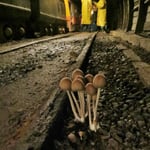 Unter Tage wachsen Pilze.