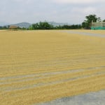 Kaffeebohnen trocknen an der Sonne.