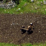 Feldarbeit mit Kühen und Holzpflug, das sehen wir öfter.