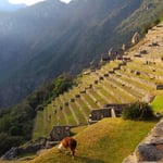Für Perureisende ist Machu Piccu fast ein Muss.