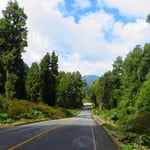 Wald, Wald, Wald. So geht das über Tage.