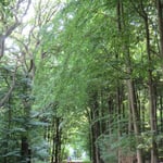 . . . mal Waldweg. Die Radrouten sind nie langweilig.