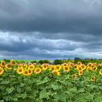 Jetzt, im Juli, leuchten auf weiten Feldern die Sonnenblumen. Da ist uns der dunkle Himmel egal.