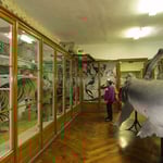 schöne alte Vitrinen . . . und der Haifisch, der hat Zähne . . .