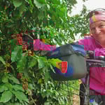 In der Region wird neben Tee auch Kaffee angebaut.