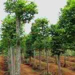 Fahren, wo der Pfeffer wächst. Die Kletterpflanze wächst an den Bäumen empor.