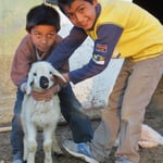 Junus und Emre mögen besonders die süssen Lämmer.