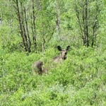 Erst mal beobachten ob Gefahr droht. Nach Minuten verschwindet der Elch im Gebüsch.