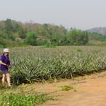 Hier reifen sie, die feinen, süssen Ananas!
