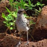 Galapagos-Spottrossel