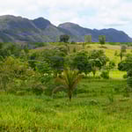 Sattes Grün überall. Kein Wunder, bei dem vielen Regen.