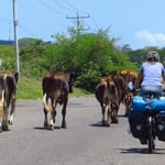 Radfahrer treffen wir keine, dafür jede Menge Rindvieh. 