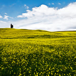 Vicino di Montalcino