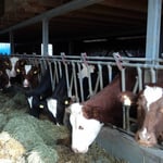 Der Laufstall bietet 28 Milchkühen Platz