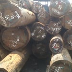 アガチス　丸太