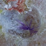 Elyit-inSchmelzhohlraum_Schwefelhöhle_ZeissLuminar_60St_BB=3,3mm