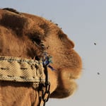 Camel