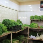 Noch ein paar Kraeutli oben drauf...mmmm