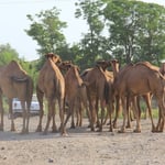 Oh, es geht los, die Wueste kommt naeher!