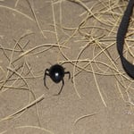 iiii, ich glaub ich will erst gar nicht einschlafen!