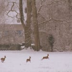 Bambi et ses amis - Château de Condé - Condé en Brie champenoise de Picardie