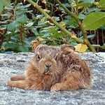 bugs - Château de Condé - Condé en Brie champenoise de Picardie