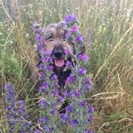 Nanuk, der Blumenprinz ;-)