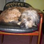 und wieder zu wenig Hundebetten...